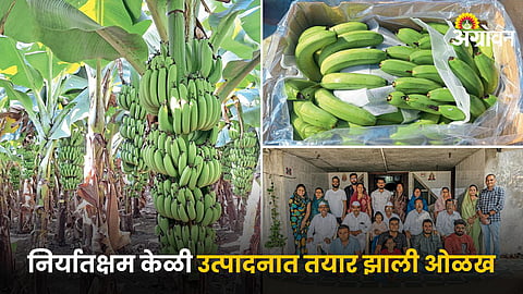 Banana Farming