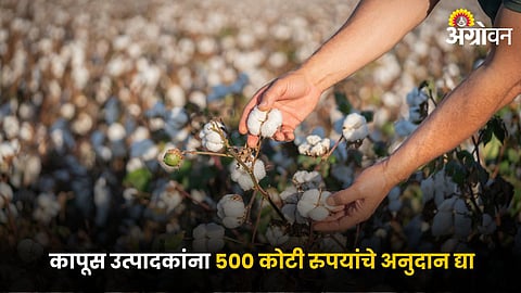 Cotton