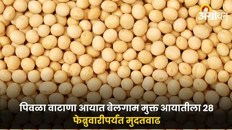 Yellow Pea