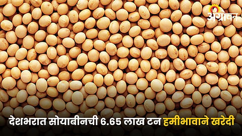 Soybean