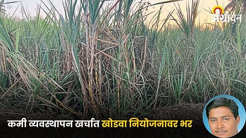 Sugarcane Crop