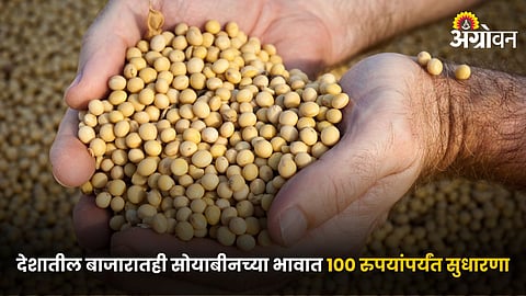 Soybean