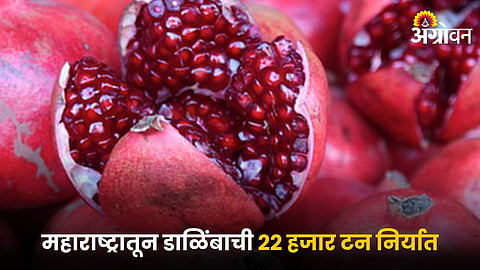 Pomegranate