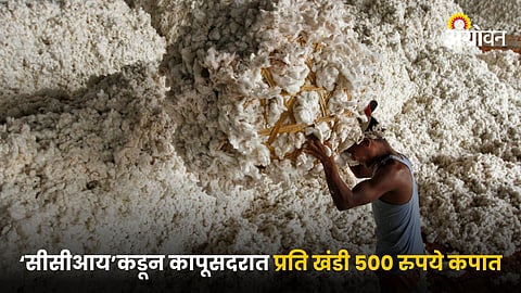 Cotton Market