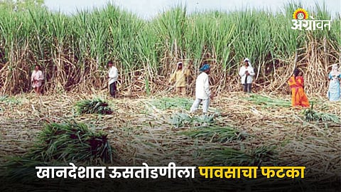 Sugarcane Harvesting