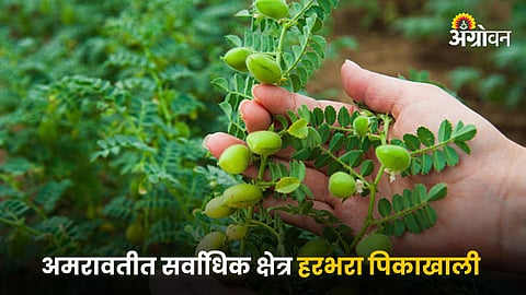 Chana Farming 