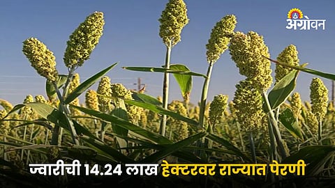 Jowar Farming