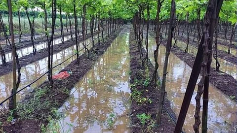 Crop Damage Due to Unseasonal Rain