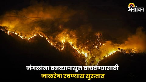 Forest Fire