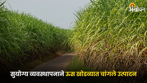 Sugarcane Farming