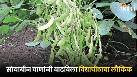 Soybean Variety : सोयाबीन वाणांनी वाढविला विद्यापीठाचा लौकिक