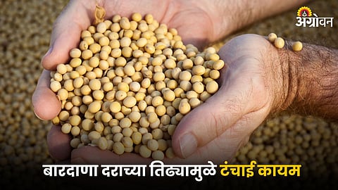 Soybean Market 