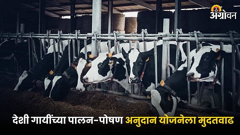 Cow Rearing Subsidy 