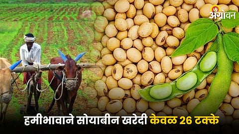 Soybean