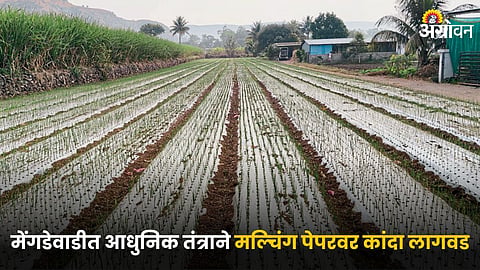 Onion Farming