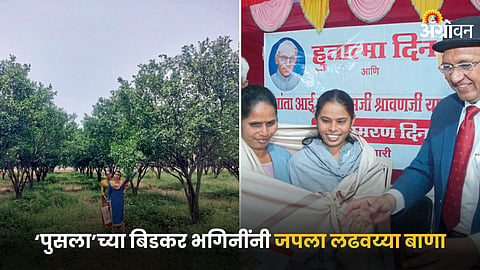 Agriculture Success