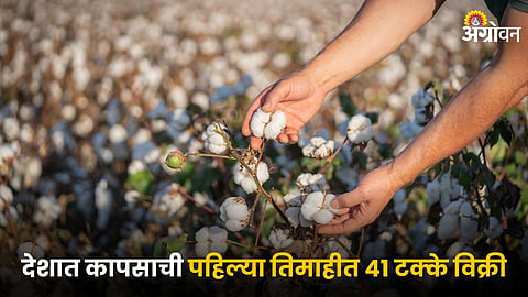 Cotton