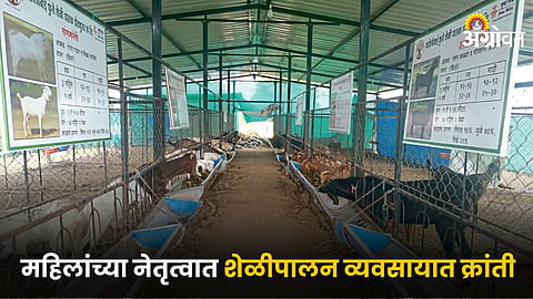 Dairy Business