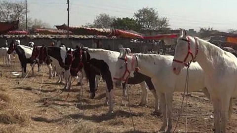Malegaon Horse Market