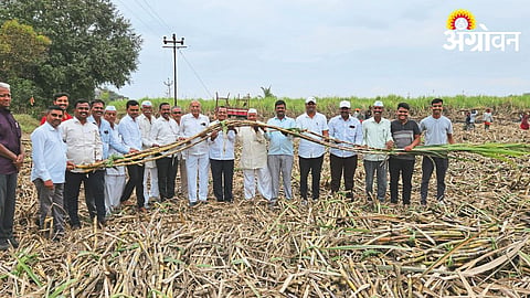 Sugarcane 