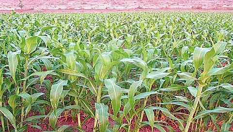 Jowar Production