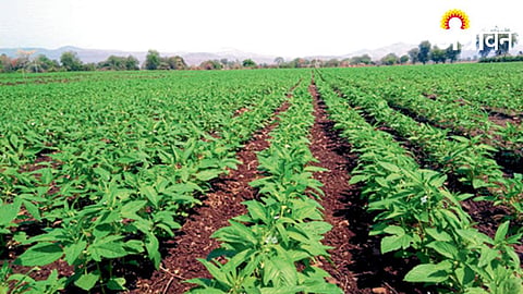 Sesame Sowing 