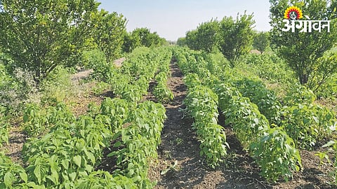 Chia Cultivation
