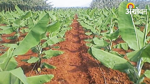 Banana Cultivation 