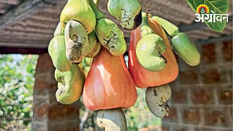Cashew Nut