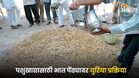 Urea