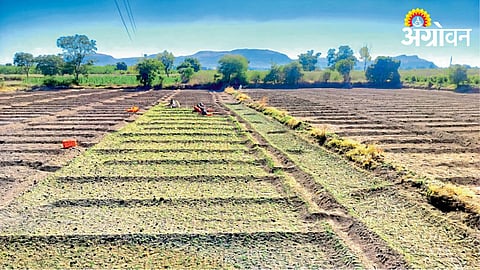 Onion Farming