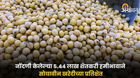  Soybean