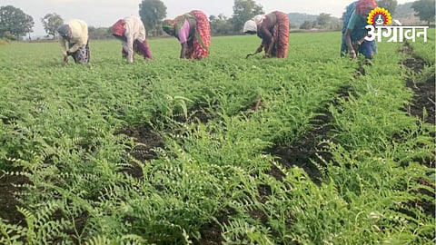 Rabi Chana 