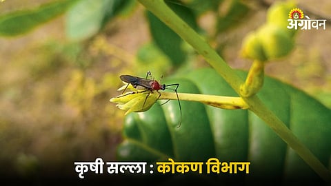 Kokan Agriculture Management