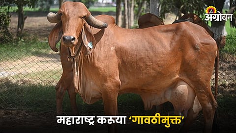 Gir Cow
