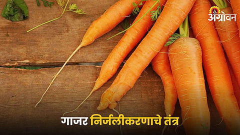 Carrot