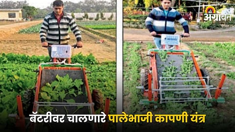 Vegetable Harvesting