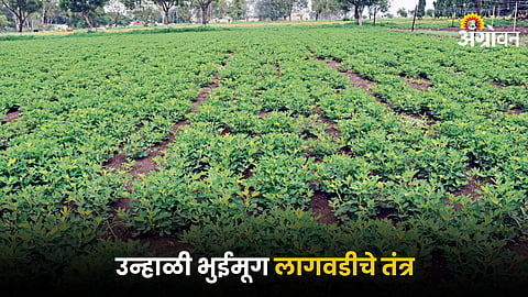 Groundnut Farming