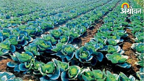 Cabbage Rate