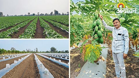 Orchard Cultivation