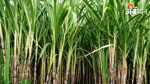 Sugarcane 