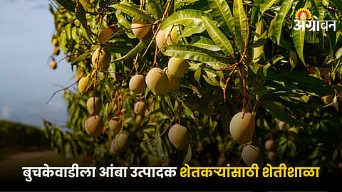 Mango Farming