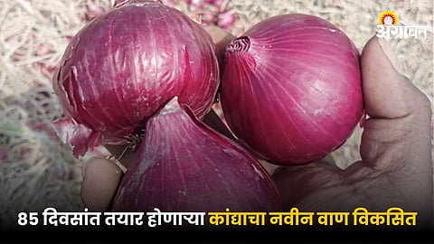 Onion