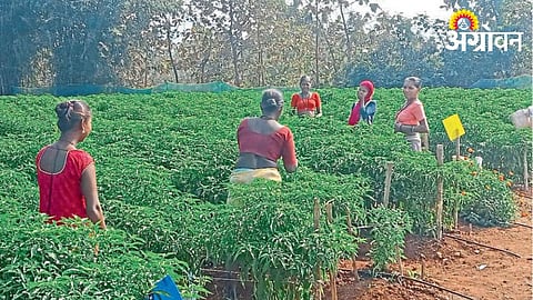 Chili Farming