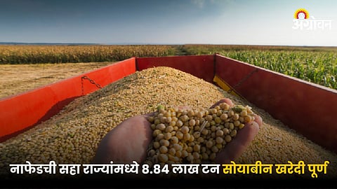 Soybean