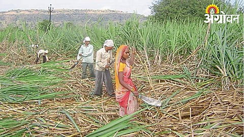 Sugarcane Harvesting 