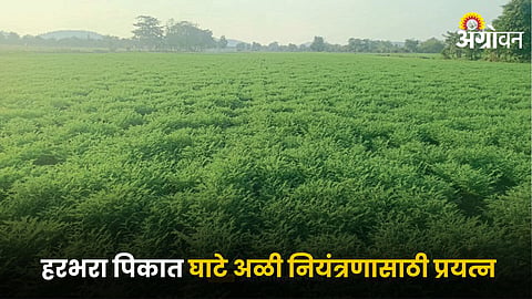 Chana Farming