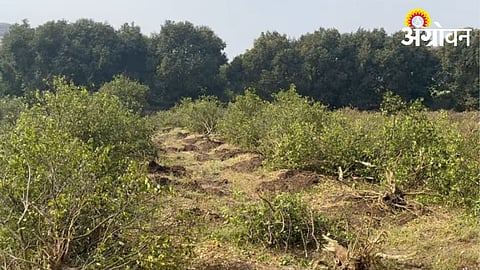 Mosabi Orchard
