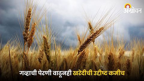 Wheat