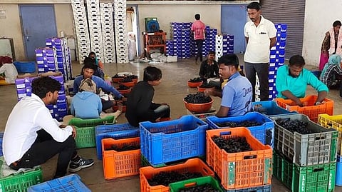 Sangli Grape Market